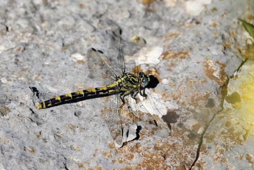 Onychogomphus uncatus